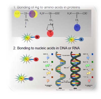 Figure 1: Possible Ag bonding sites in cell