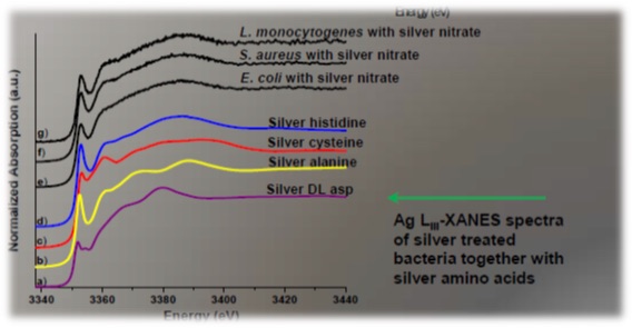 Figure 2: Results: Ag L3 XANES spectra of bacterial cells with Ag and Ag-amino acid reference compounds
