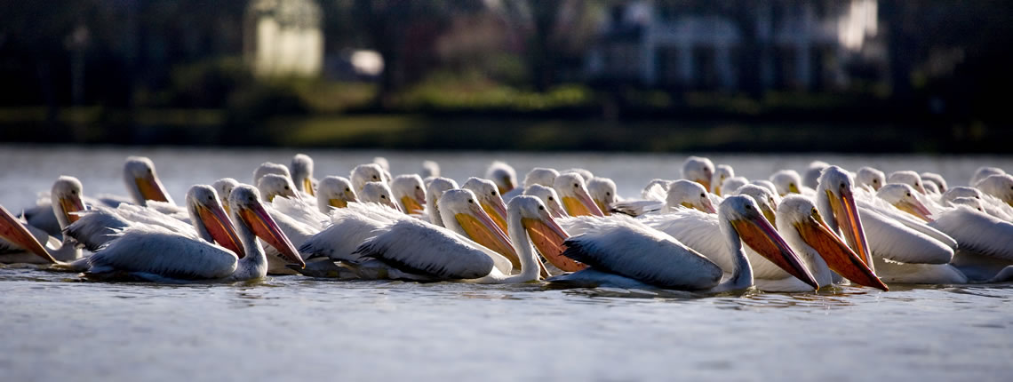 Flock of pelicans on LSU lake