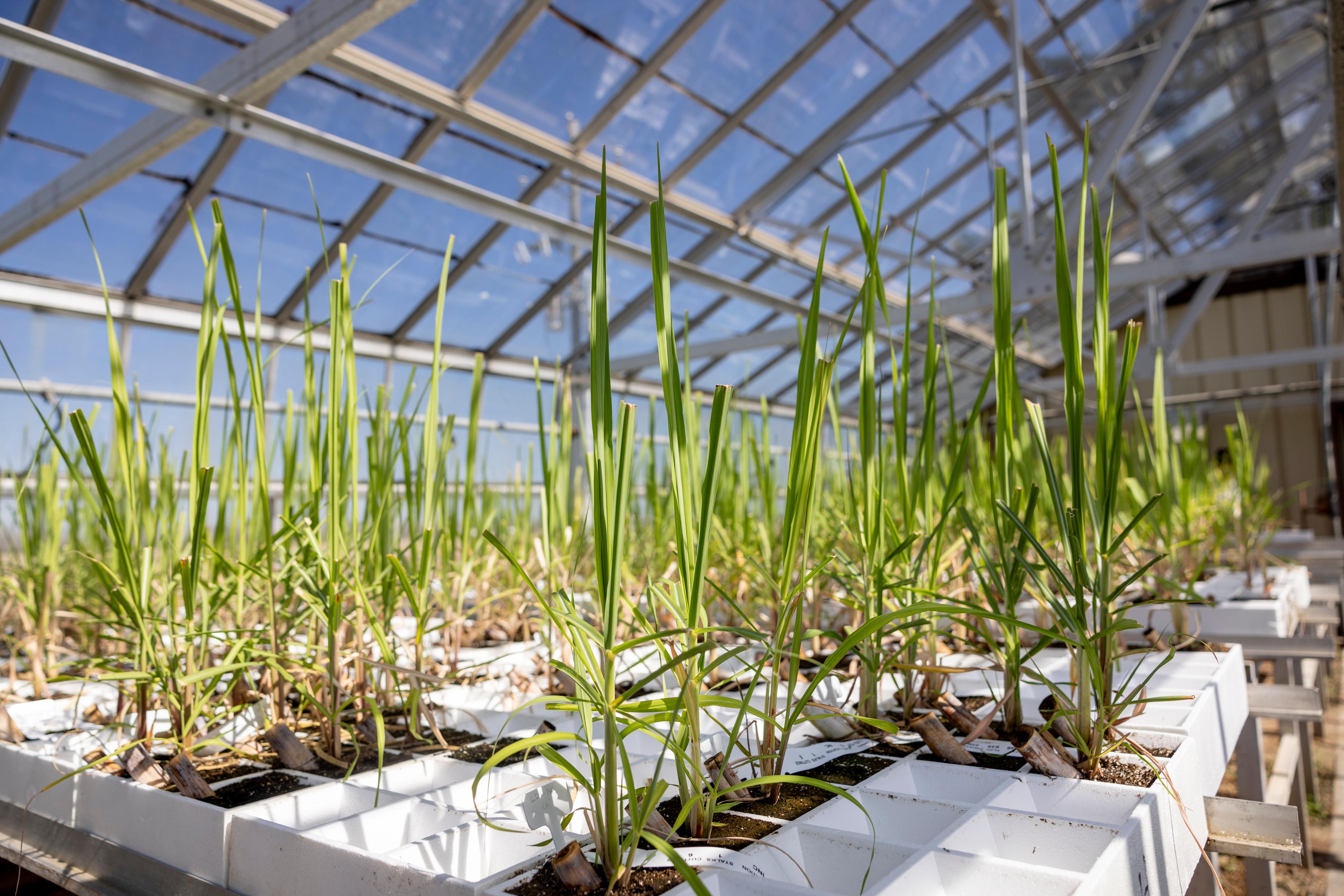 Scene from the LSU AgCenter’s Sugar Research Station in St. Gabriel