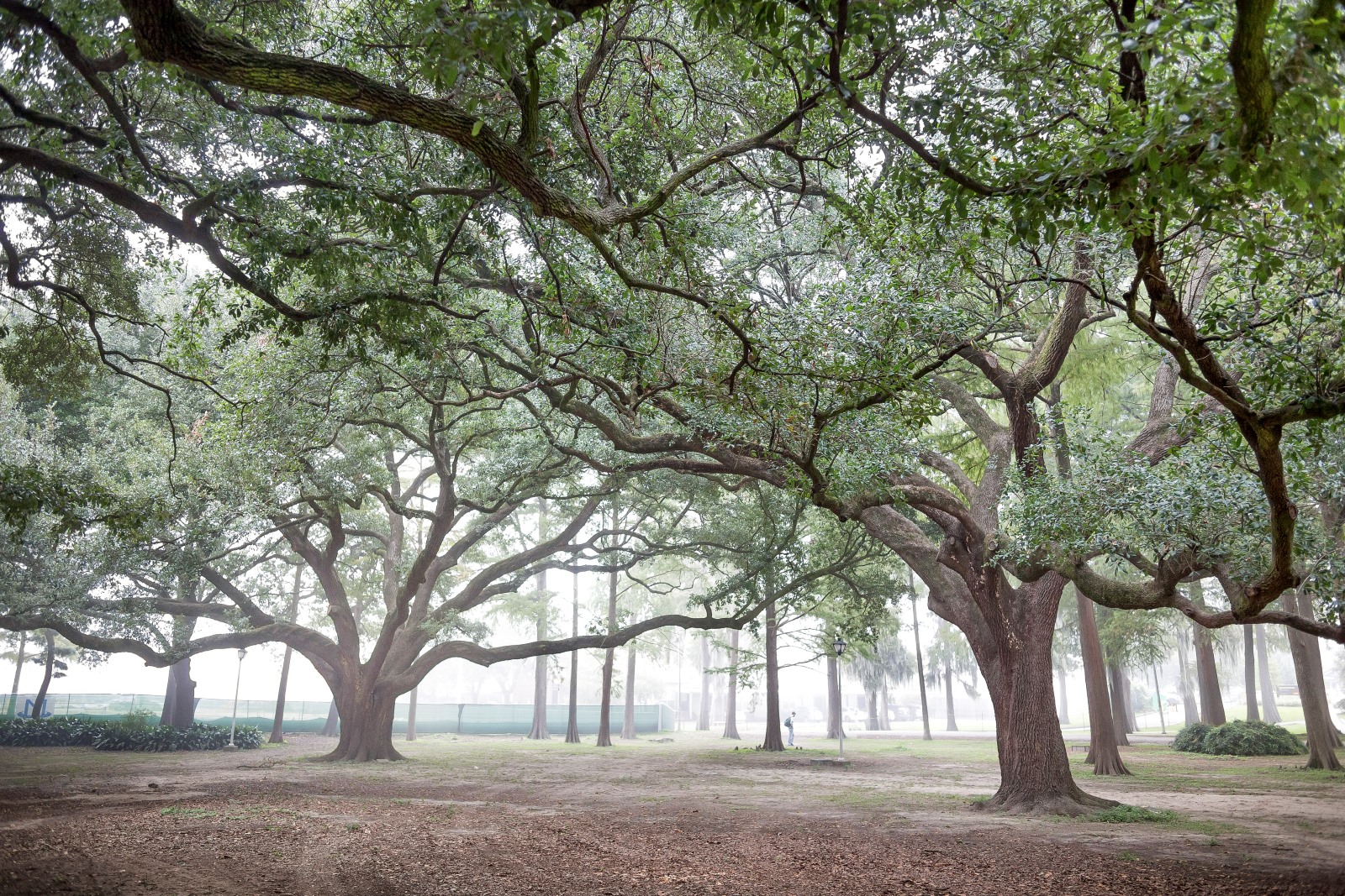 Enchanted forest on LSU campus