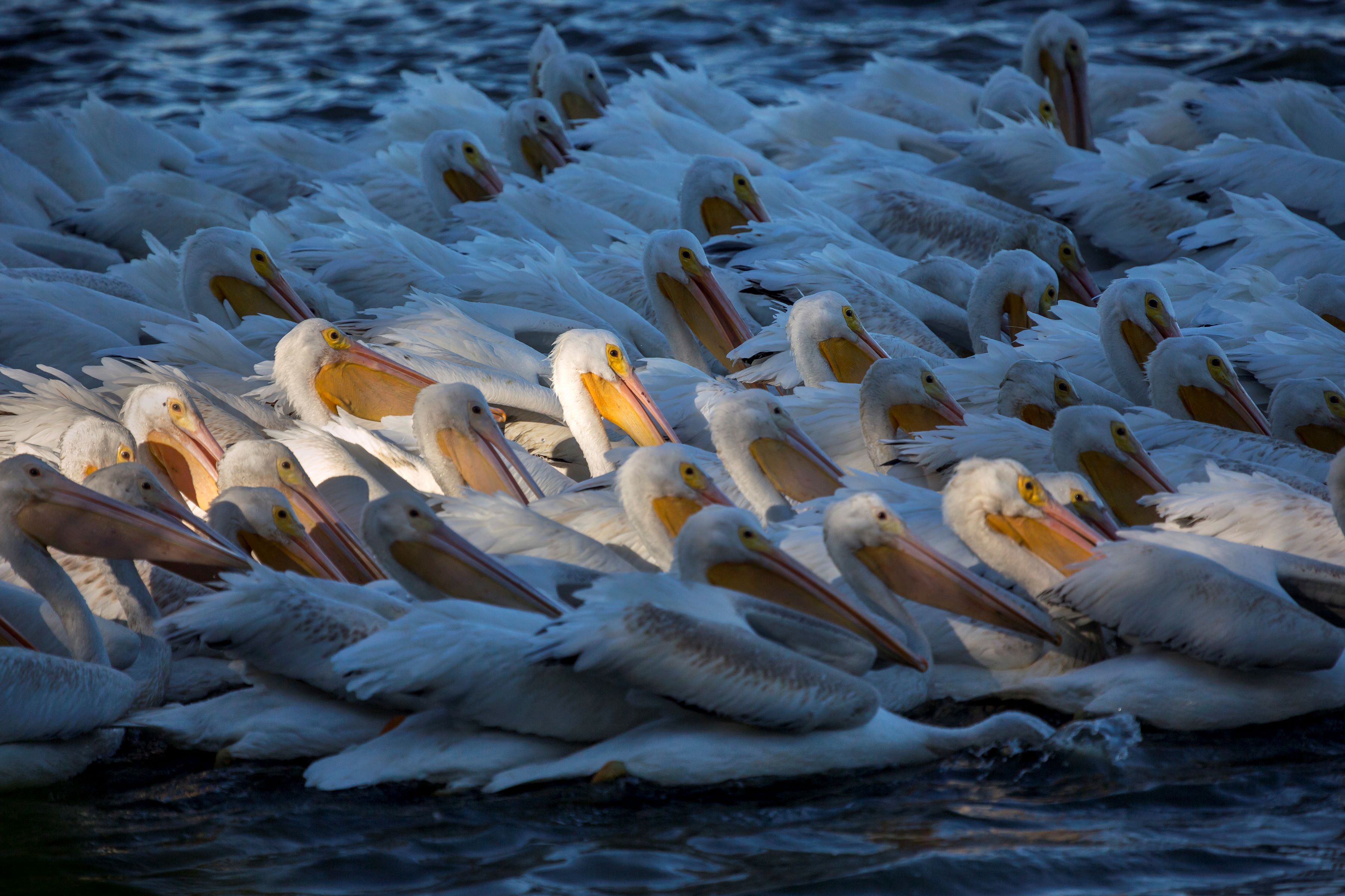 Pelicans on LSU Lakes