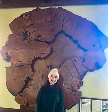 Abby stands in front of cross section of oak tree