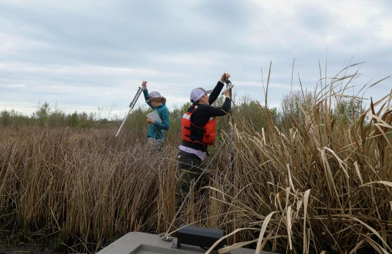 Researchers measure the water level at a created marsh site