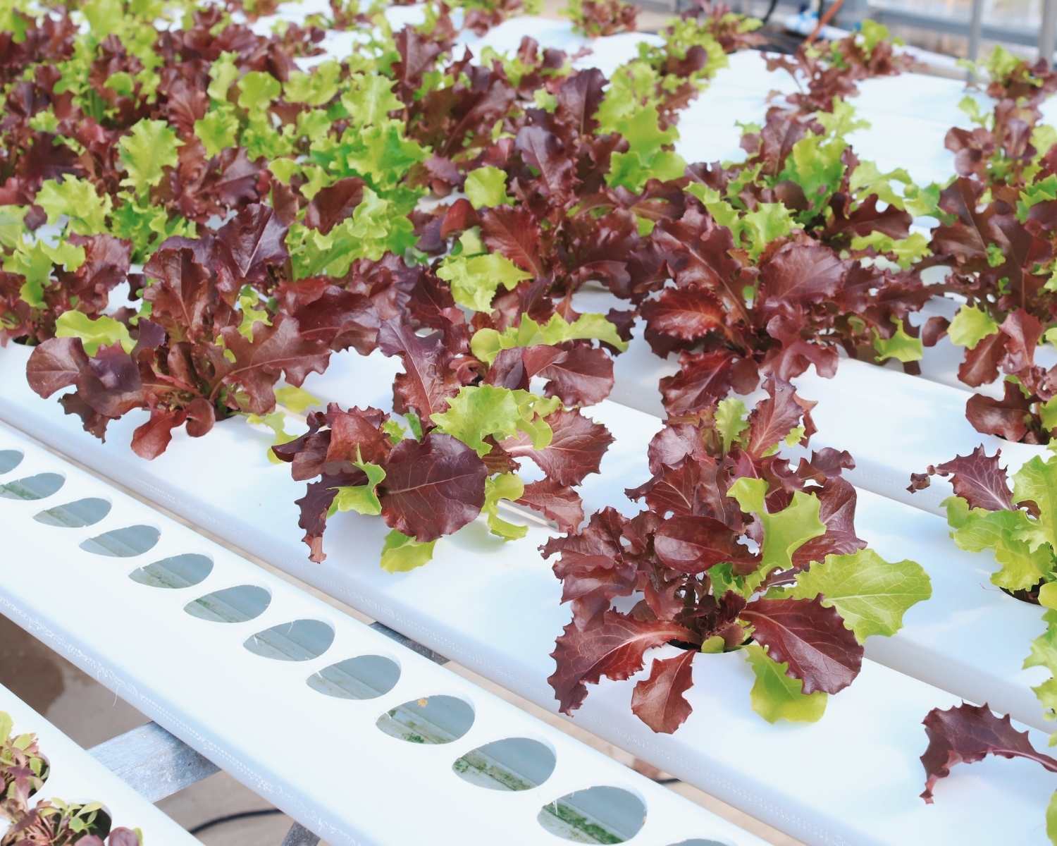 lettuce in farm trays