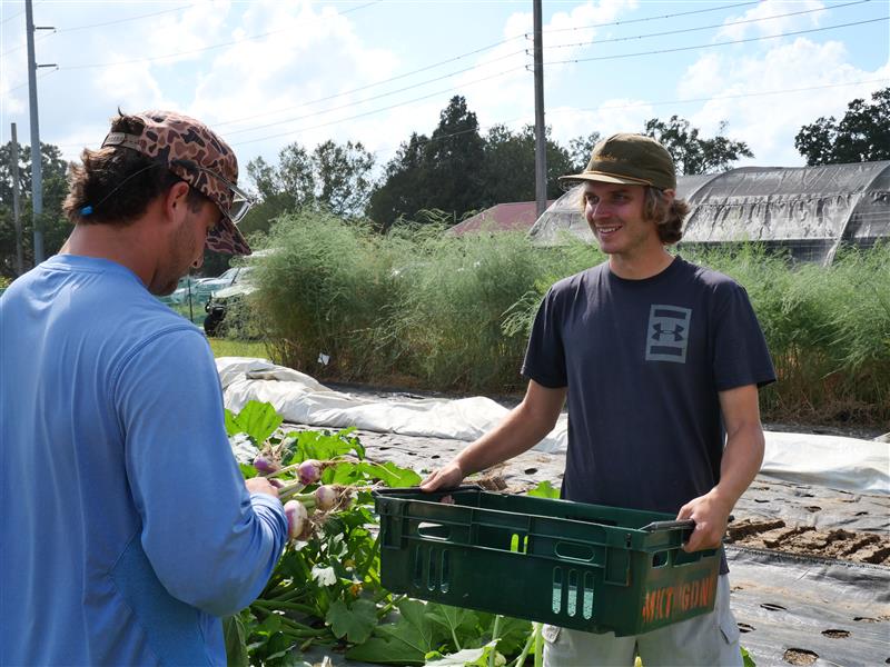 Students Harvesting Vegetables at Hill Farm Teaching Facility