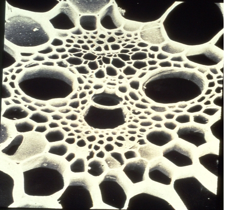 electron microscope showing cluster of water