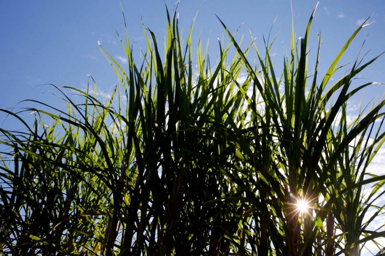 Sun shines through a stand of sugar cane