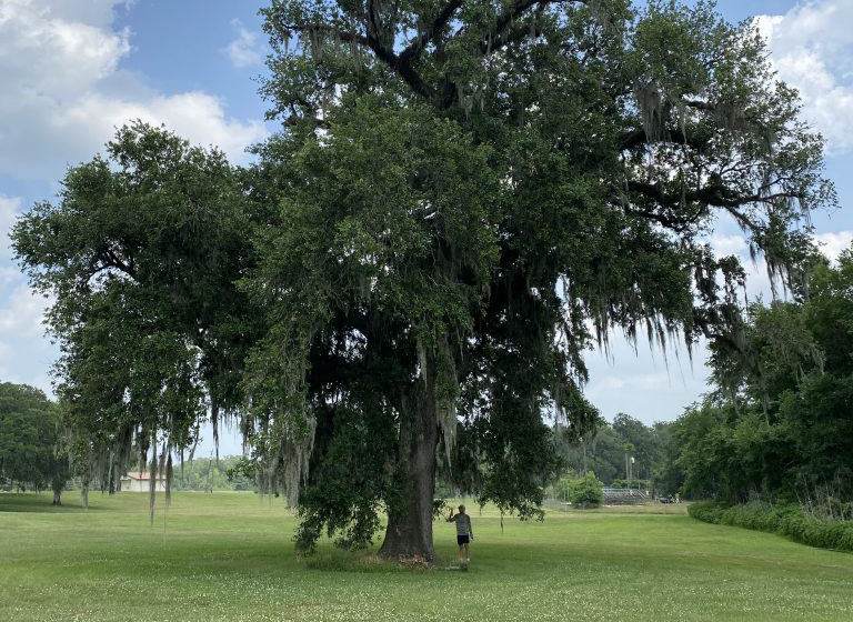 landscape architecture student stands under tree