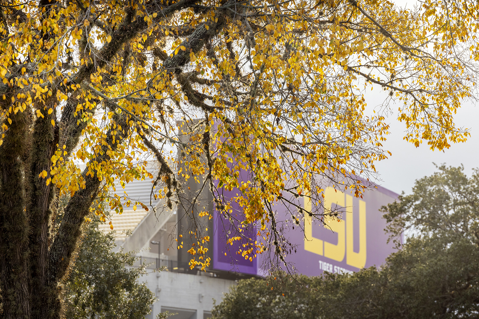 Trees display fall colors on LSU's campus with Tiger Stadium in the background