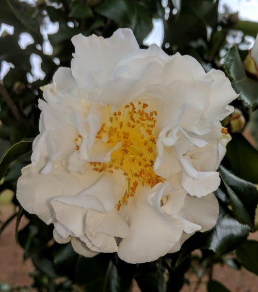 Camellia japonica "Angel"