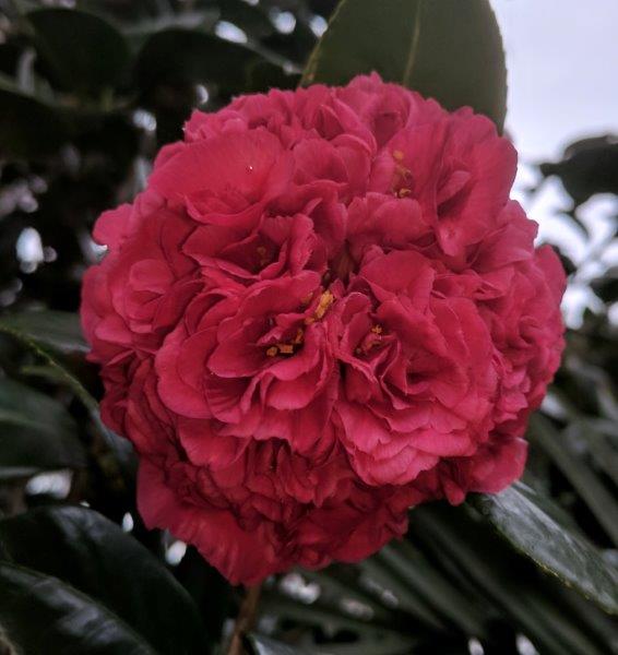 Camellia japonica "Mariann"