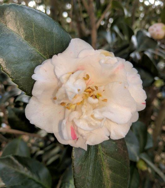 Camellia japonica "Little Brad"
