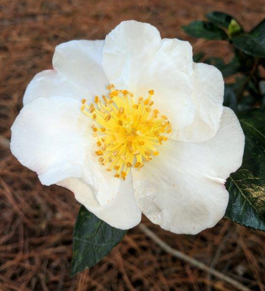 Camellia sasangua "Showa Nishiki"