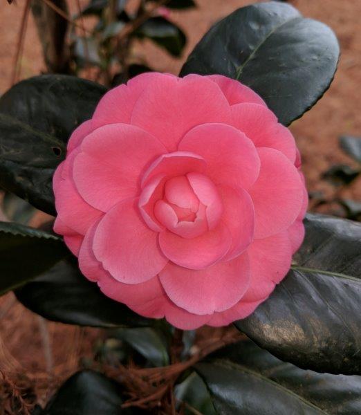 Camellia japonica "Tada Miebi"