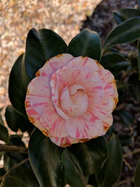 Camellia japonica "Lil Schaefer"
