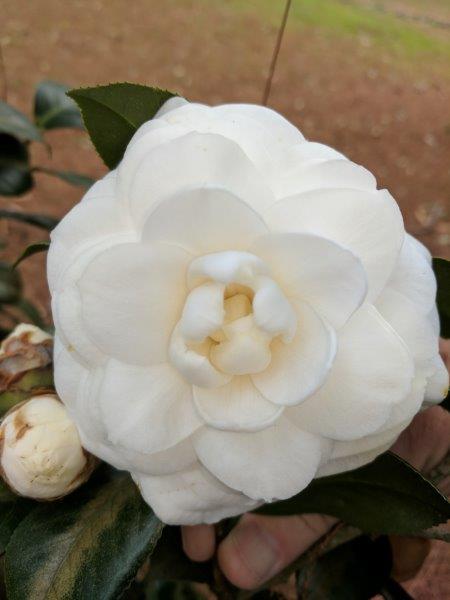 Camellia japonica "Angelique"