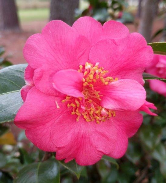 Camellia rusticana "Ai-Ai-Gasa"