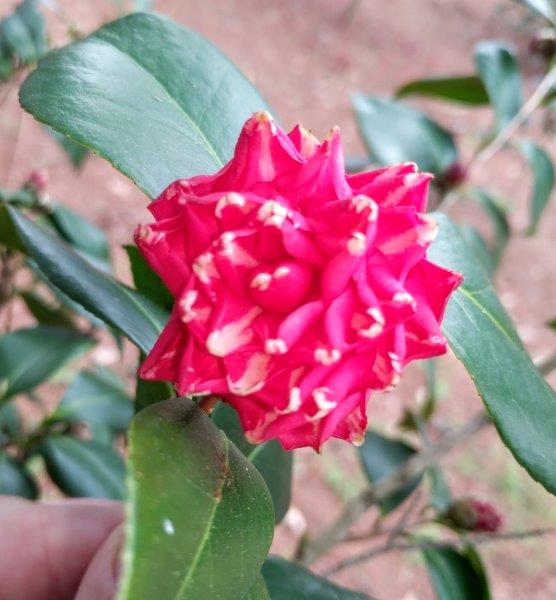 Camellia Japonica "Orandako"