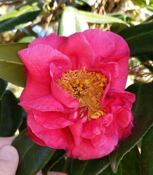 Camellia japonica "Guilio Nuccio"