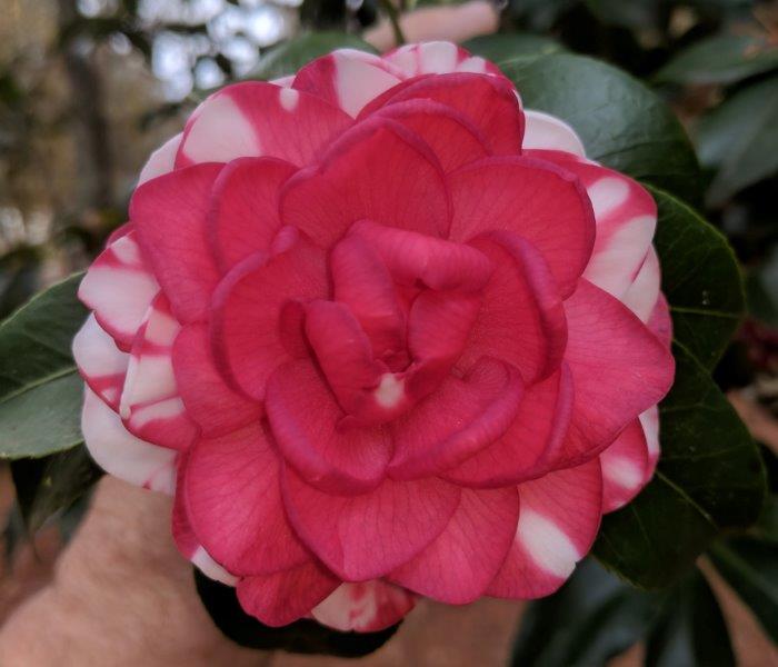 Camellia japonica "Kiku toji"