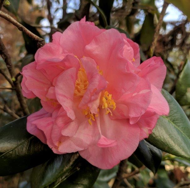 Camellia Japonica "Oki-No-Asahi"
