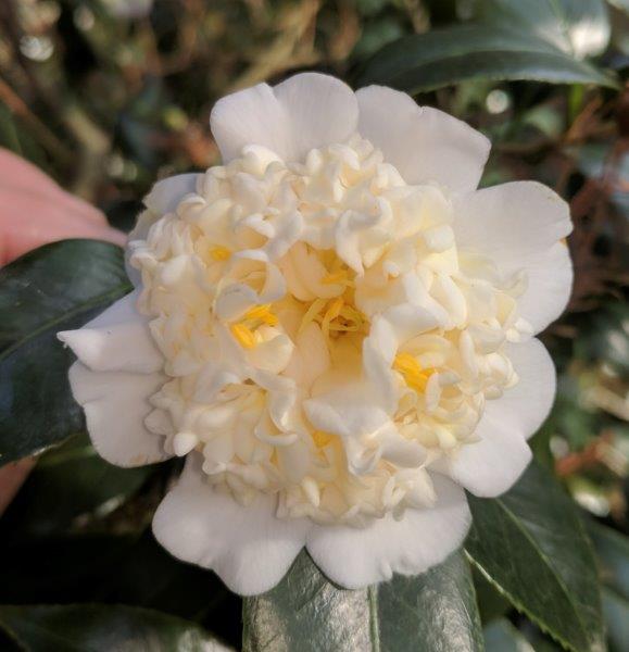 Camellia rusticana "Shirokarako"