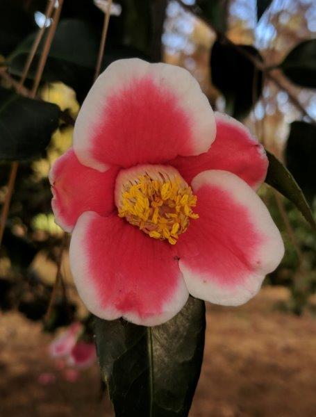 Camellia japonica "Tama-no ura"