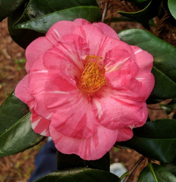 Camellia japonica "Momoji-no-higurashi'