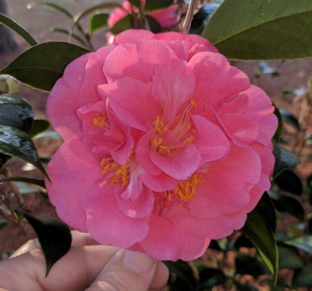 Camellia japonica "Sakura-fubuki"