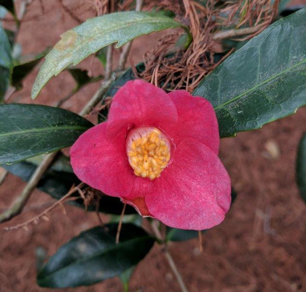 Camellia japonica "Nokogiriba Tsubaki"