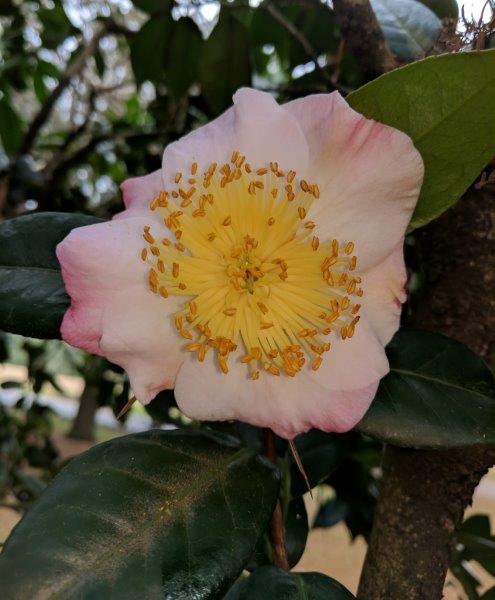 Camellia japonica "Goshozakura"