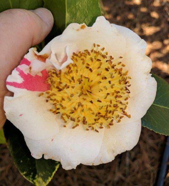 Camellia Japonica "Nioi- fubuki"