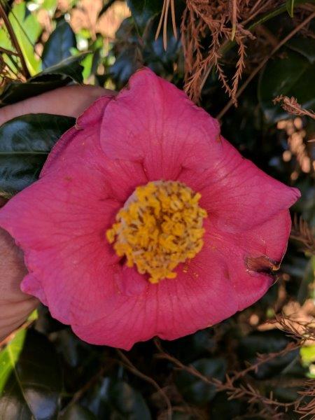 Camellia japonica "Aziko"