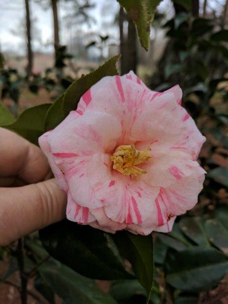 Camellia japonica "Sakuraba Tsubaki"