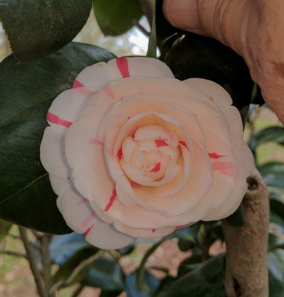 Camellia rusticana "Genpei Shibori"