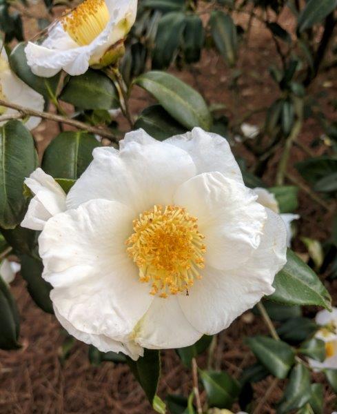 Camellia japonica "Shirokingyoba--Tsubaki"