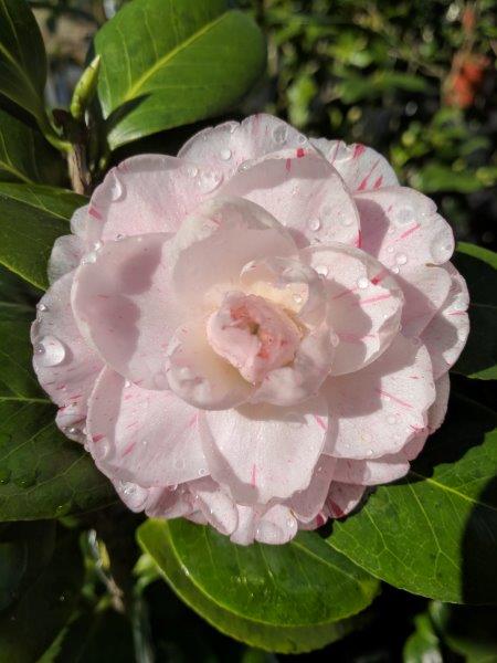 Camellia japonica "Matthew Cooper"