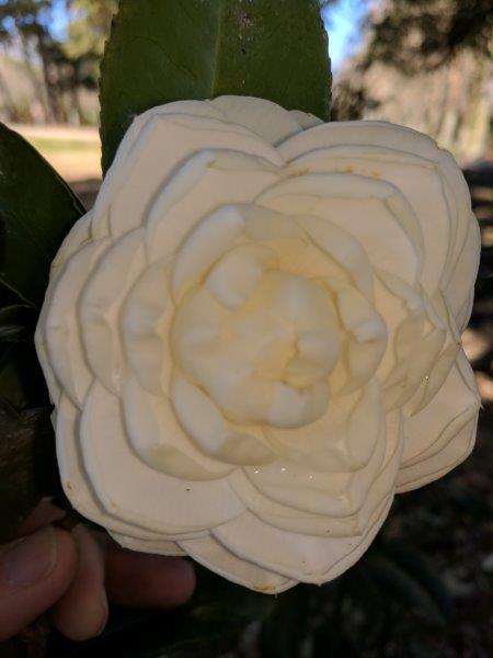 Camellia japonica "Angelique"