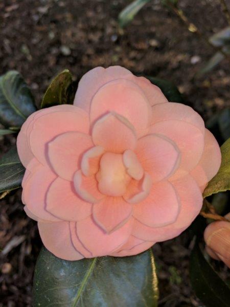 Camellia japonica "Lillye Roseman"