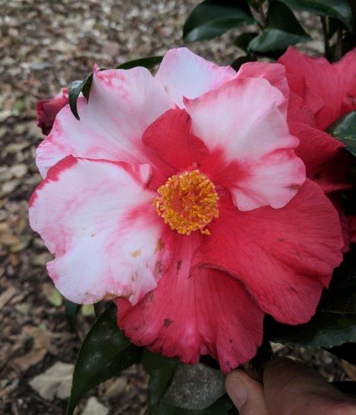 Camellia japonica "Gary's Red Var".