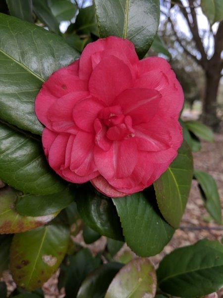 Camellia japonica "Flannagan"