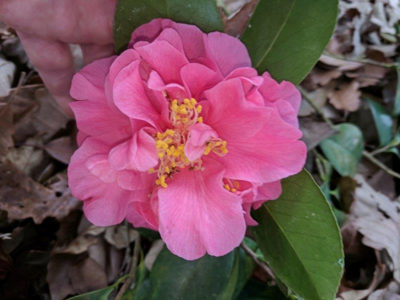 Camellia japonica "Lil Stella"