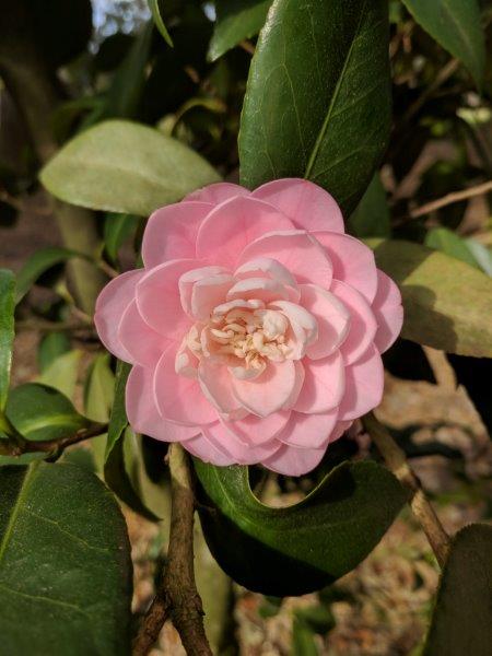 Camellia japonica "Robert McNeese"