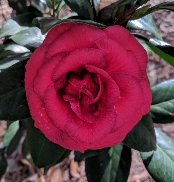 Camellia japonica "Amazing Graces Red"