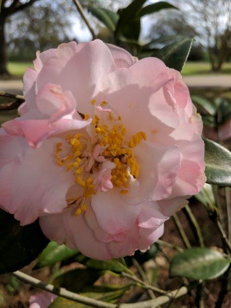 Camellia japonica "Willard Scott"