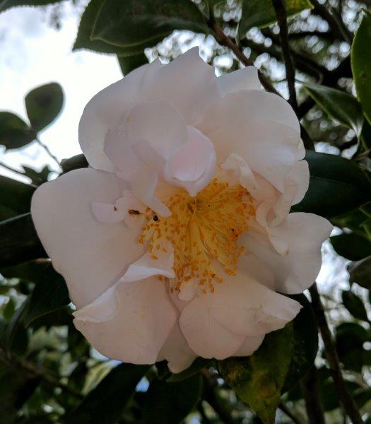 Camellia japonica "Bobbye Dennis"