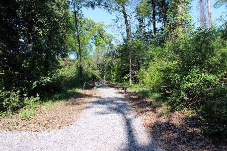 trees and trails path
