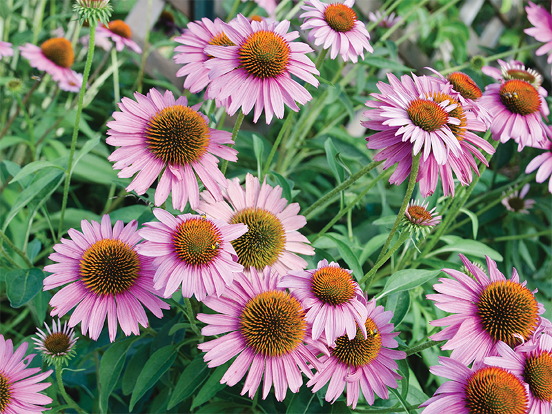 pink flowers