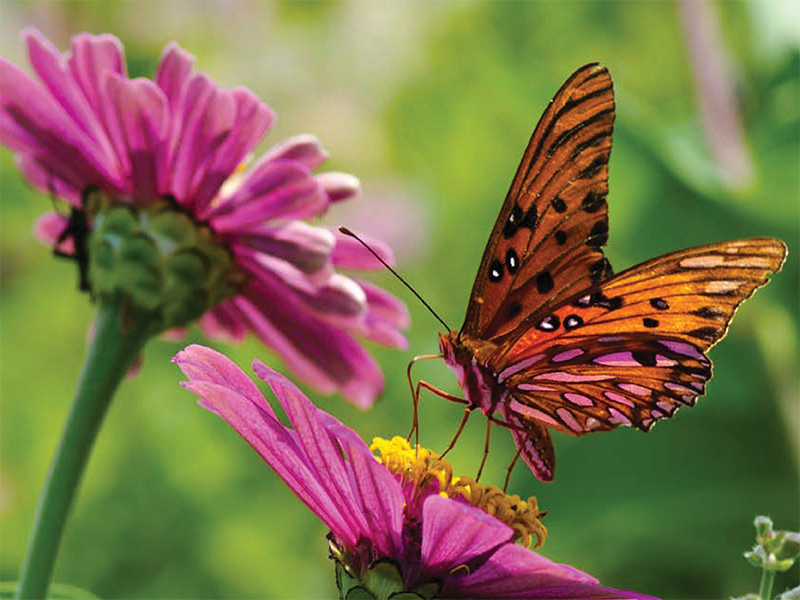 monarch butterfly